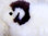 Kuscheliges Schäfchen Schmusekissen aus echtem Lammfell Schäfchen klein 53x38 naturweiß Schaf