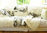 Decke Lammfell 200x160 cm Schaffell weiß/silber Überwurf Teppich Tagesdecke KARO