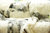 Decke Lammfell 200x160 cm Schaffell weiß/silber Überwurf Teppich Tagesdecke KARO