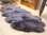Echtes Schaffell Dekofell sehr weich XL 2-fach länglich 180-190x65-70 cm mausgrau/grau Läufer