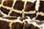 Decke Lammfell Mocca Taupe weiß Quadrate 220x165 Schaffell kurzes Fell Tagesdecke Überwurf Teppich