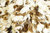 Decke Lammfell weiß/beige 220x180 echtes Schaffell langes Fell ISLAND kuschelige Pelzdecke