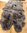 Lammfell echtes Schaffell Dekofell 4-fach 200x110 cm grau mausgrau Überwurf Decke